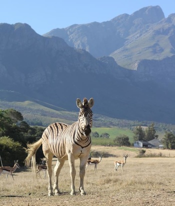 Nature Reserve near Cape Town